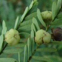 Phyllanthus racemosus L.f.